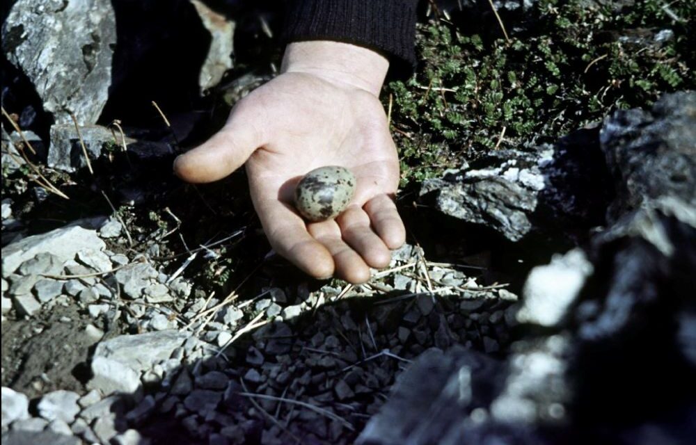 Marion Harper i Joan Vissi The Time Capsule
