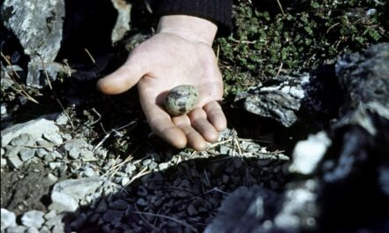 Marion Harper i Joan Vissi The Time Capsule