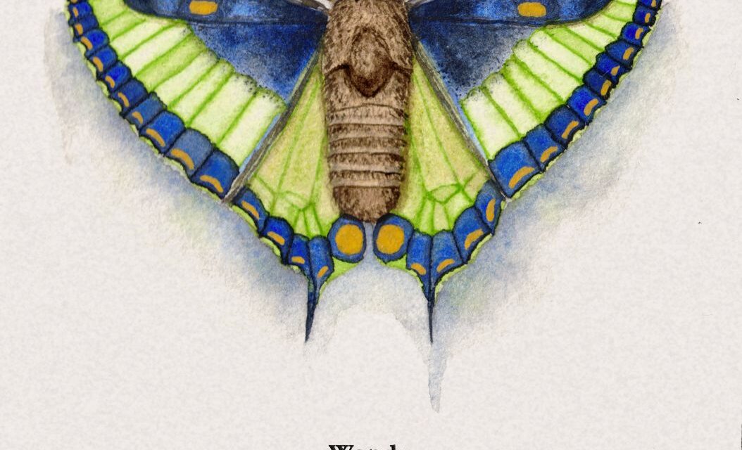 Ivan Ilai regresa con “Wendy”